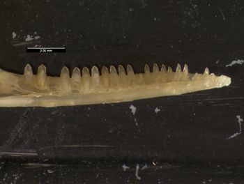 Media type: image;   Herpetology R-57488